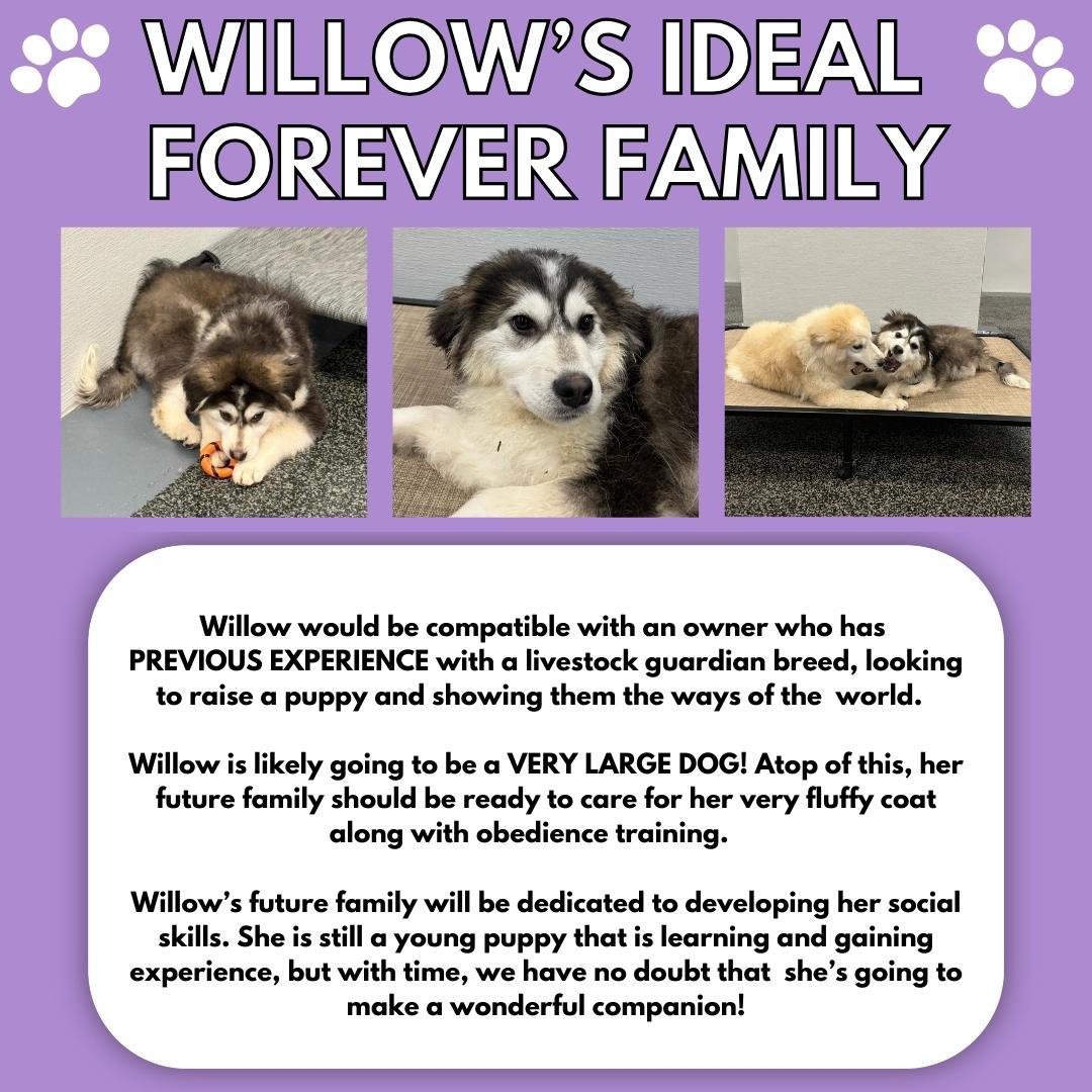 Willow photo 4