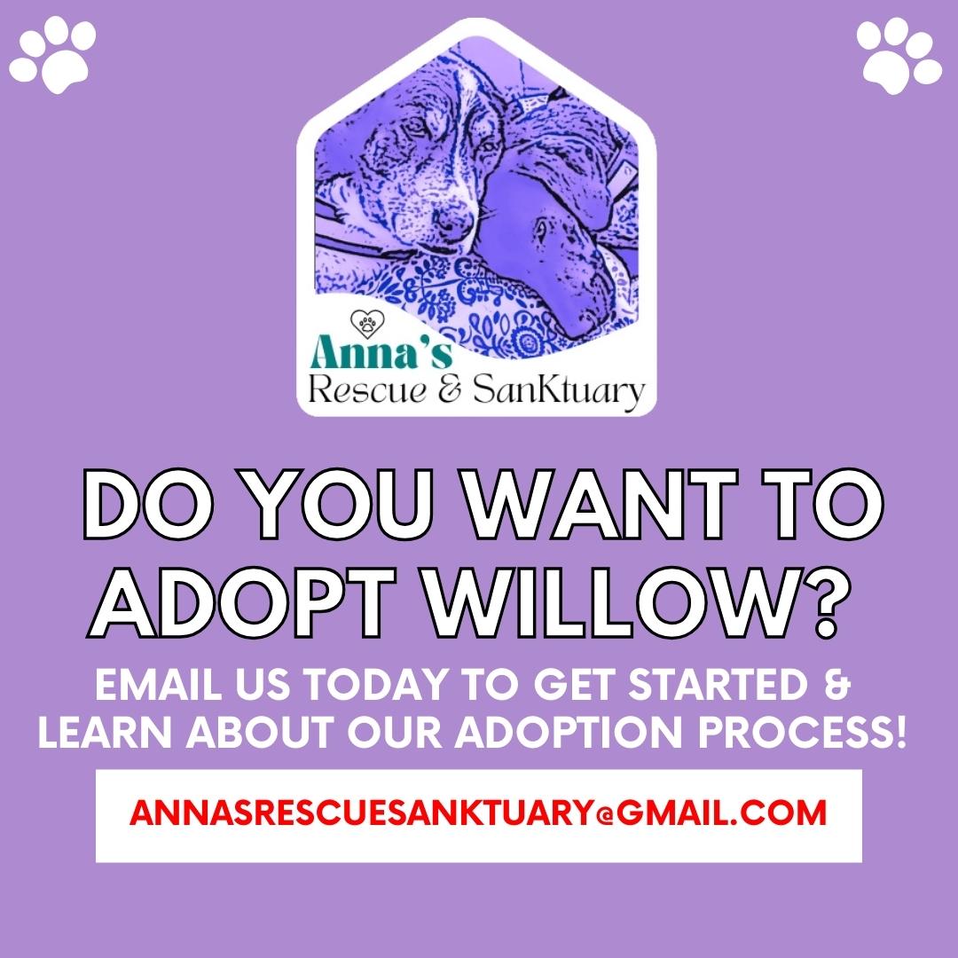 Willow photo 5