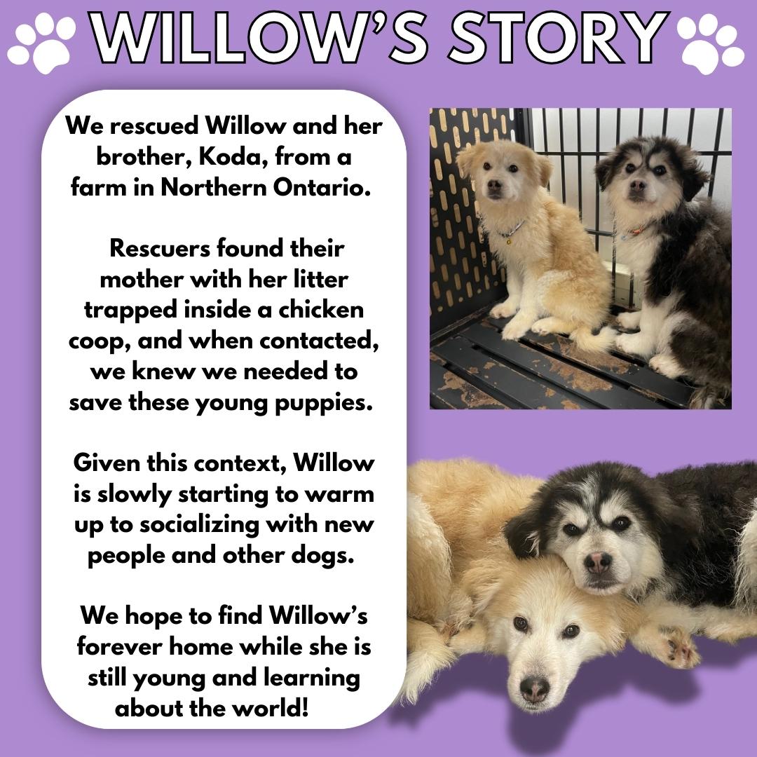 Willow, a Adoptable mixed breed image 3/5