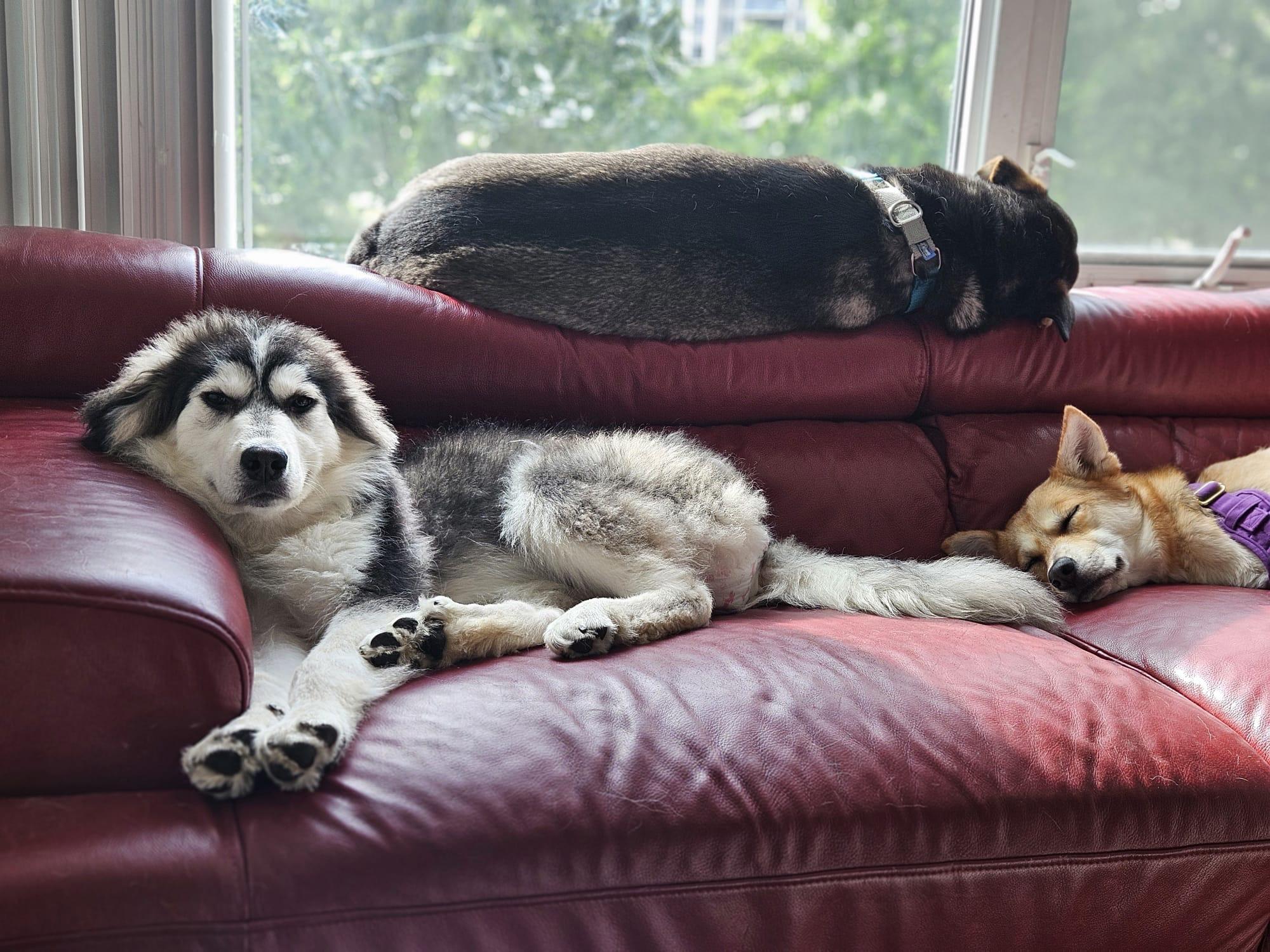 Enlarge Willow, a Adoptable mixed breed in Aurora, ON image 3/4