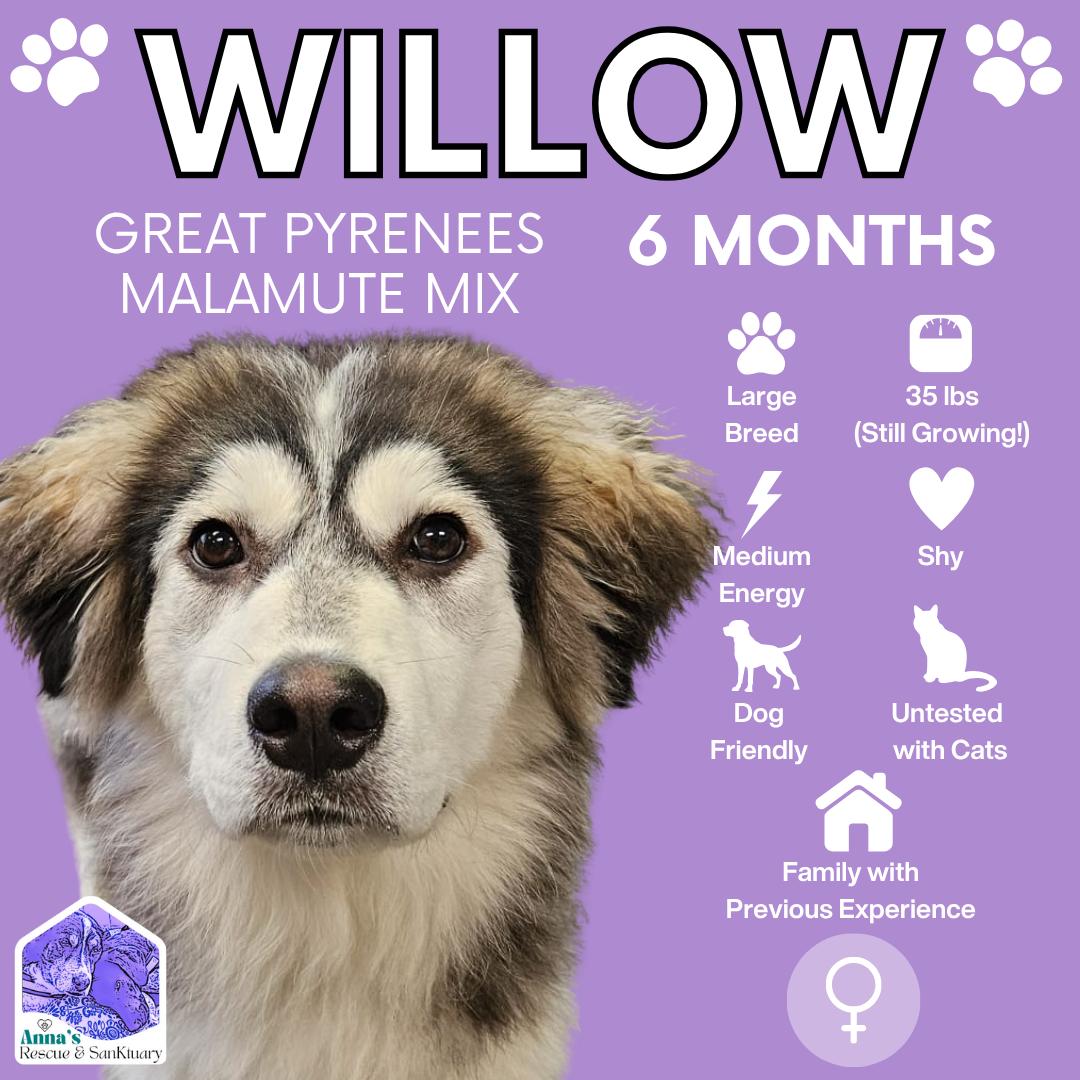 Willow