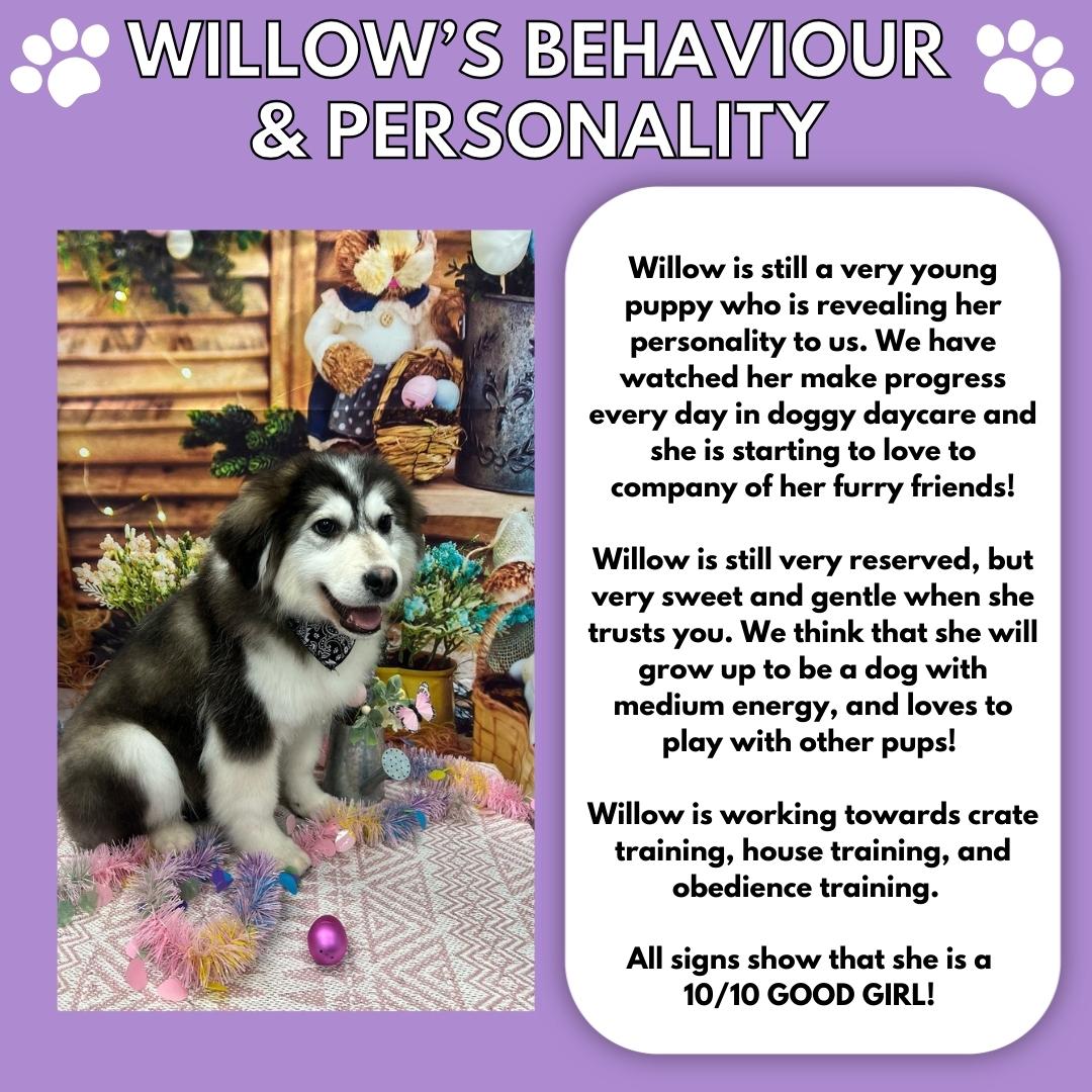 Willow, a Adoptable mixed breed image 4/5