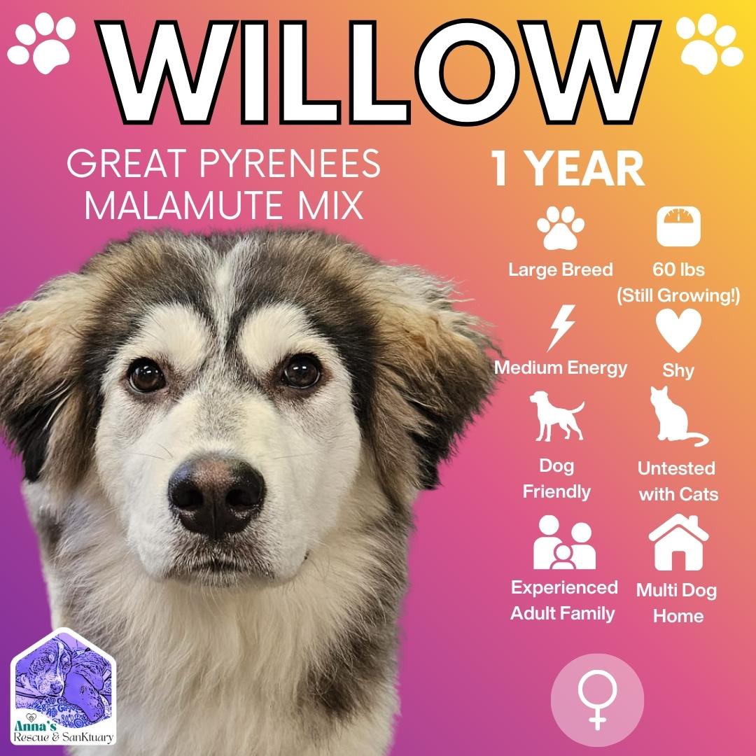 Enlarge Willow, a Adoptable mixed breed in Aurora, ON image 1/4
