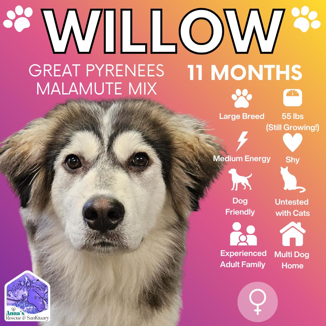 Willow, Adoptable, Young Female Great Pyrenees & Alaskan Malamute.