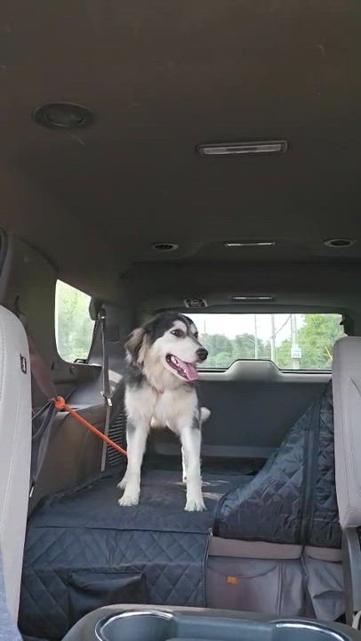 Enlarge Willow, a Adoptable mixed breed video 2/5