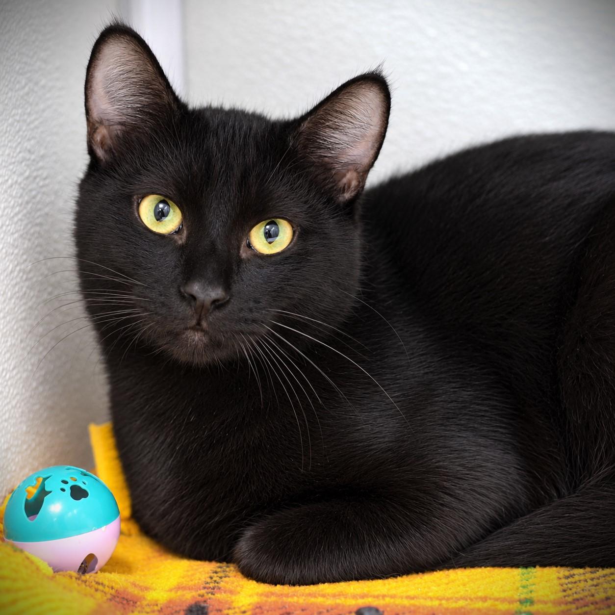 Enlarge Fudge, a Adoptable Domestic Short Hair in Amsterdam, NY image 1/1