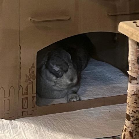 Enlarge Dexter, a Adoptable Chinchilla in The Woodlands, TX image 1/5