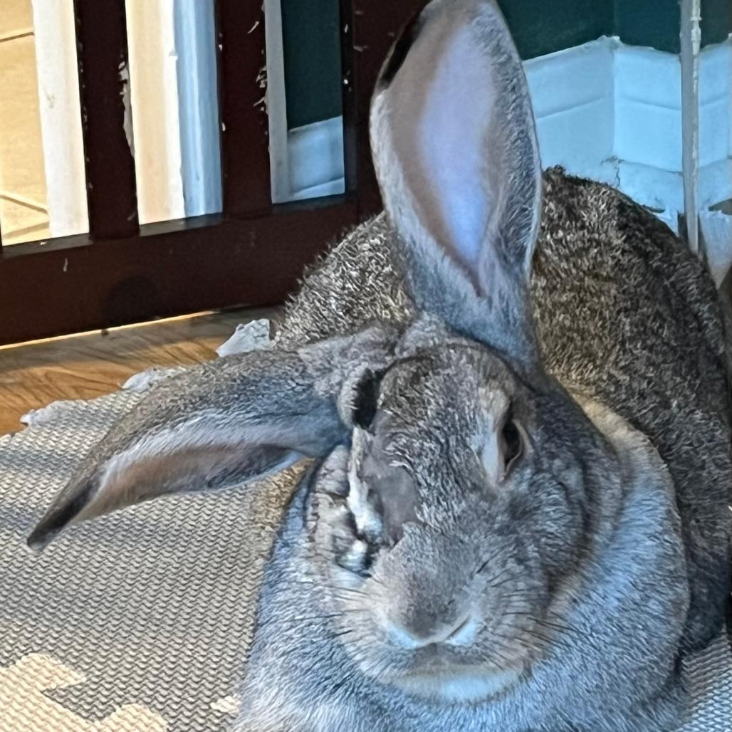 Dexter, Adoptable, Young Male Chinchilla.