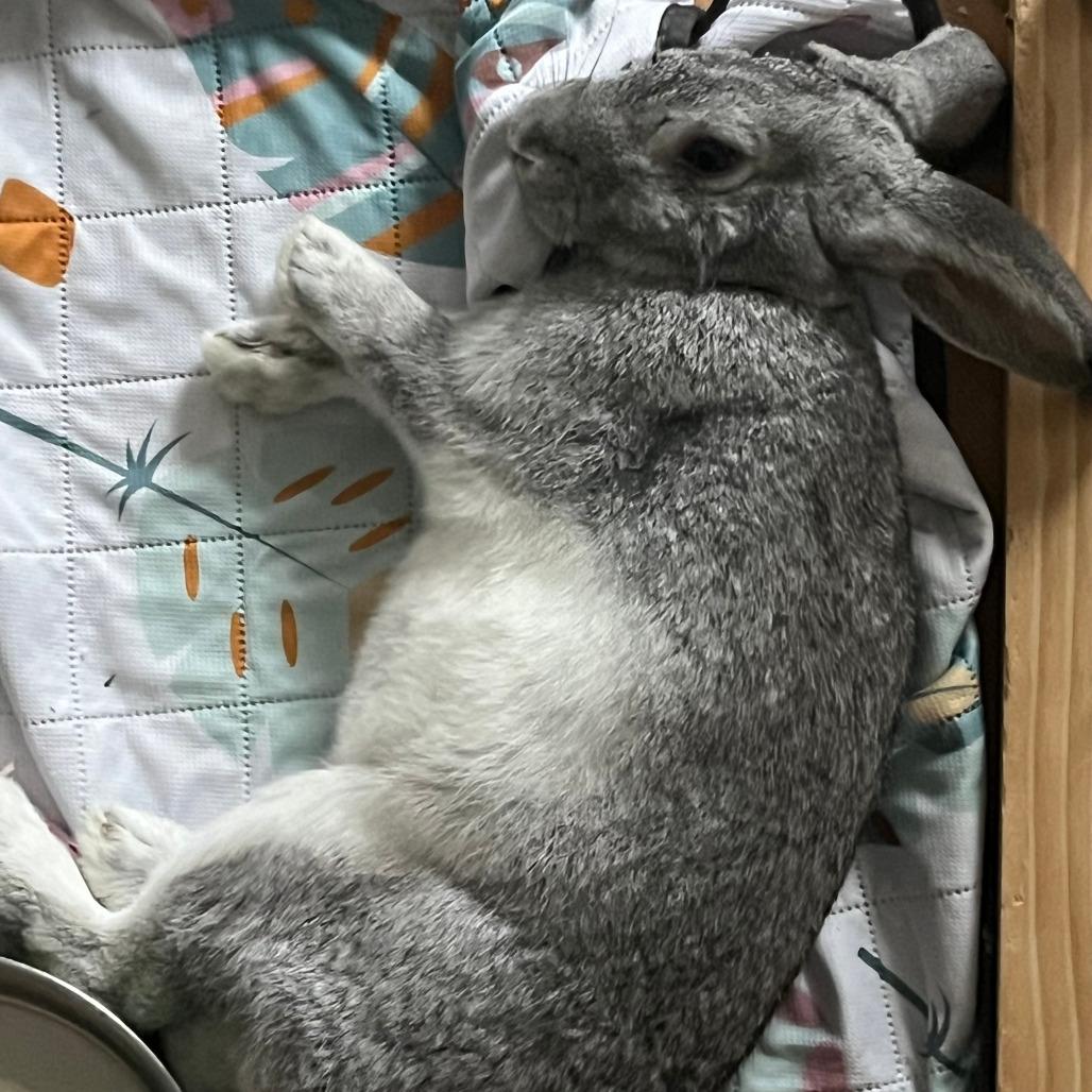 Dexter, a Adoptable Chinchilla in The Woodlands, TX image 3/3