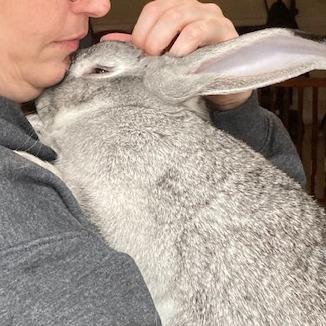 Enlarge Dexter, a Adoptable Chinchilla in The Woodlands, TX image 5/5