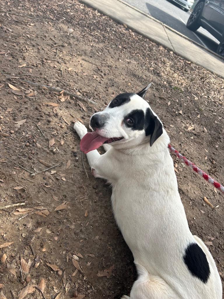 Enlarge Angelou, a Adoptable mixed breed in Little Rock, AR image 1/2