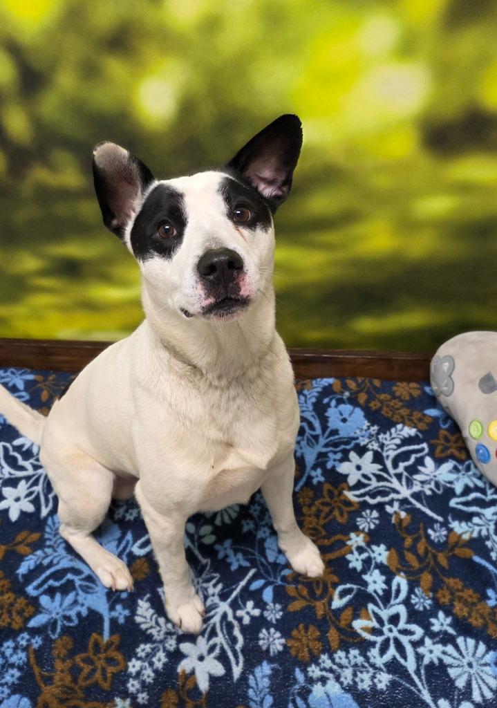 Enlarge Angelou, a Adoptable mixed breed in Little Rock, AR image 2/2