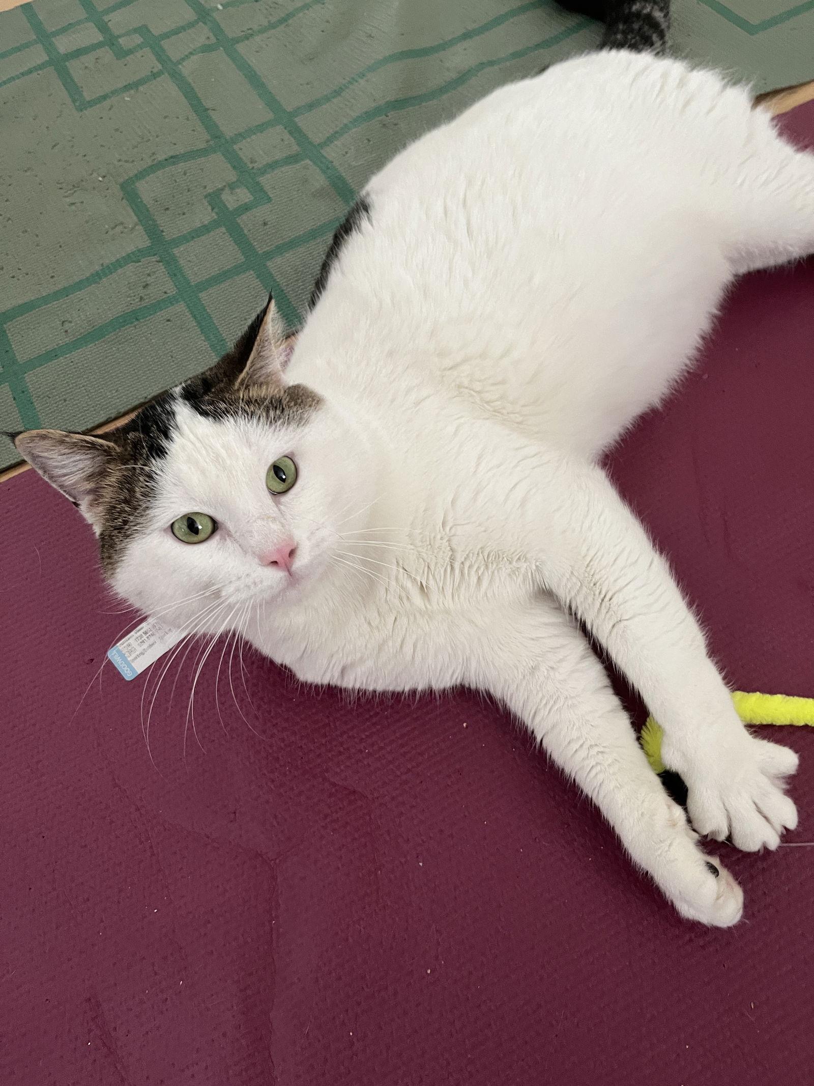 Vito (Courtesy Post), Adoptable, Adult Male Domestic Short Hair.