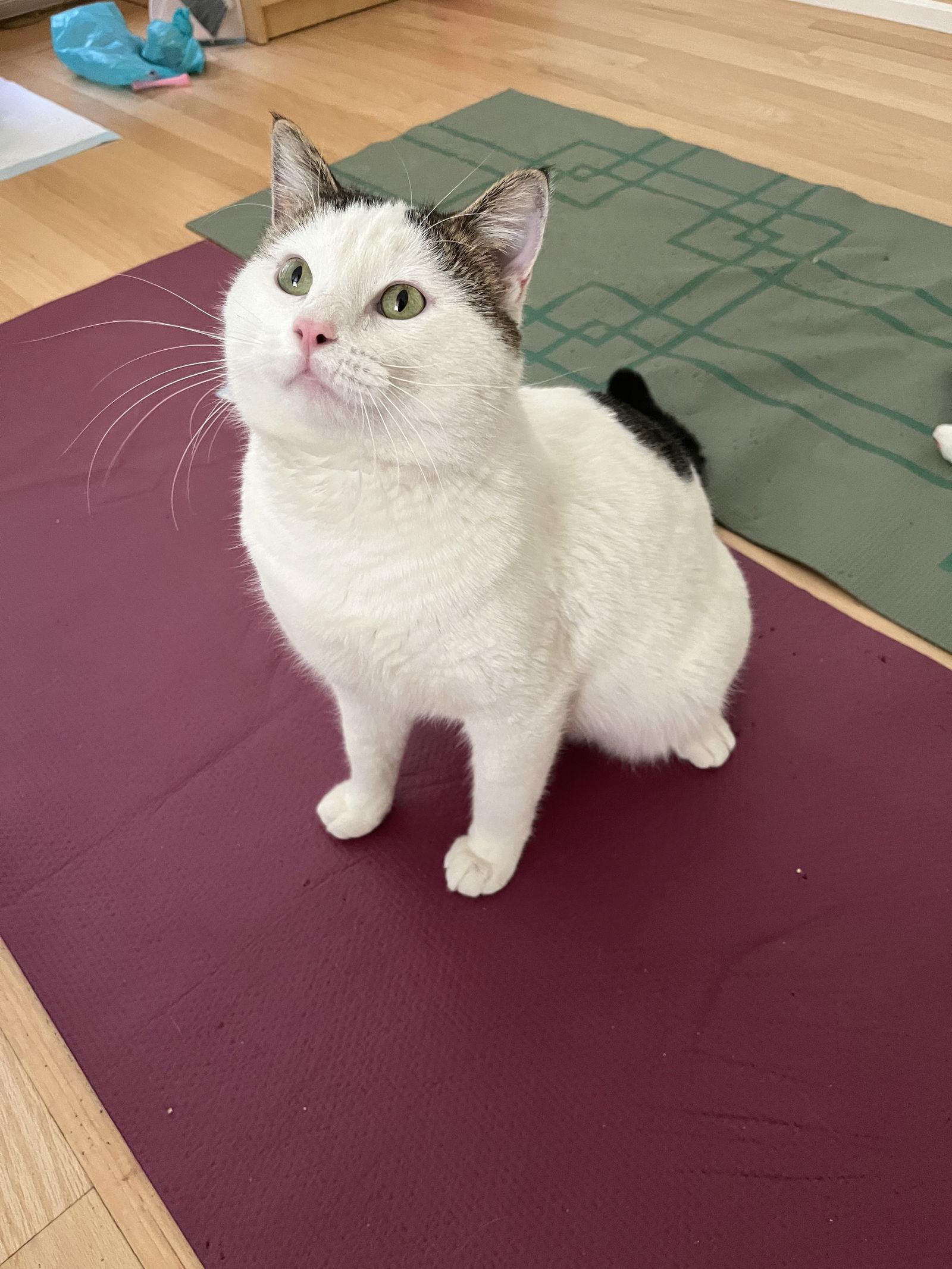 Enlarge Vito (Courtesy Post), a Adoptable Domestic Short Hair in San Jose, CA image 3/3