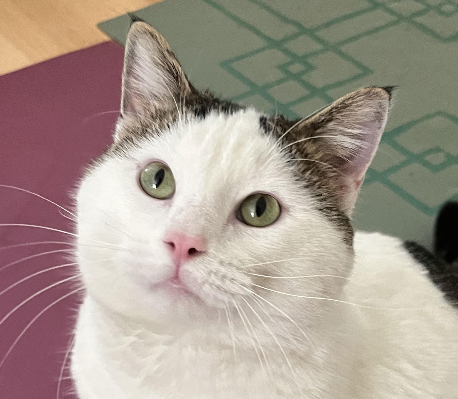 Vito (Courtesy Post), a Adoptable Domestic Short Hair in San Jose, CA image 3/3