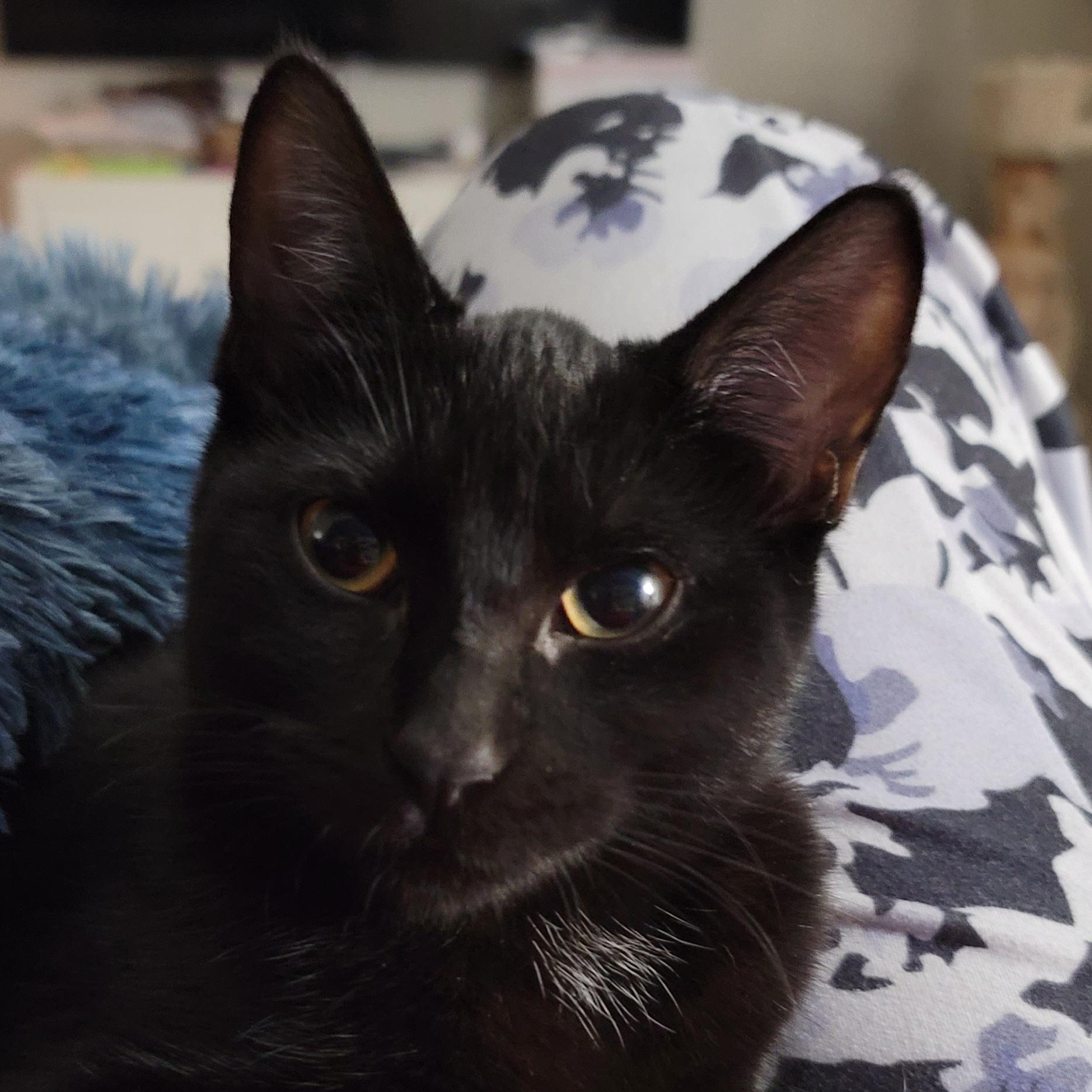 Charlotte, Adopted, Kitten Female American Shorthair.