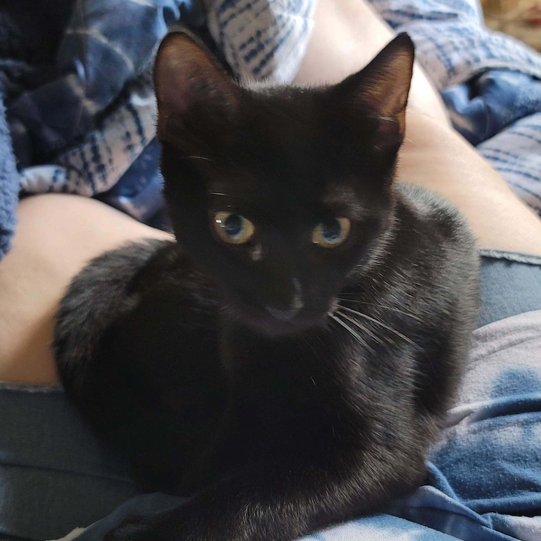 Enlarge Charlotte, a Adopted mixed breed in Orlando, FL image 2/4