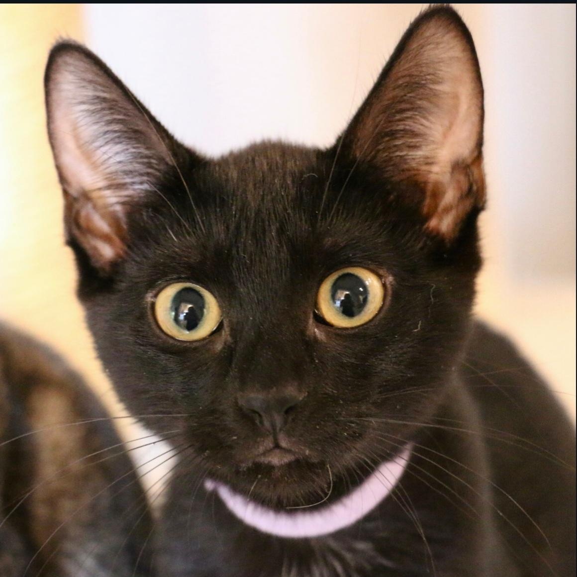 Enlarge Charlotte, a Adopted mixed breed in Orlando, FL image 3/4