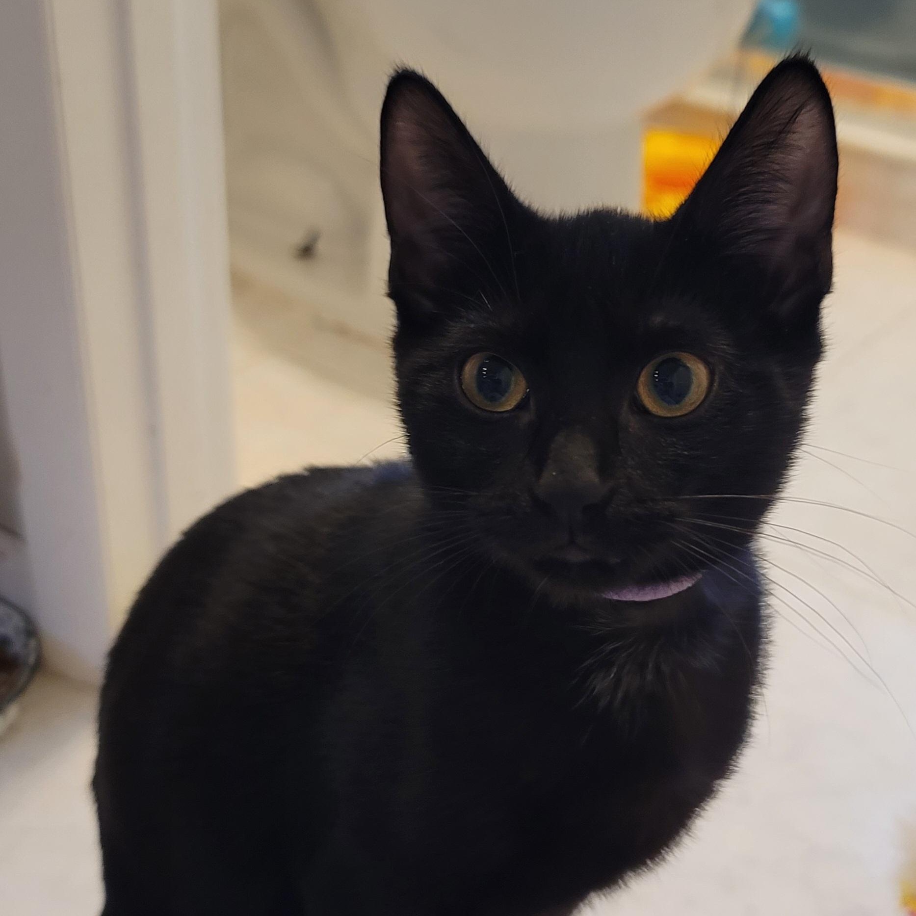 Enlarge Charlotte, a Adopted mixed breed in Orlando, FL image 4/4