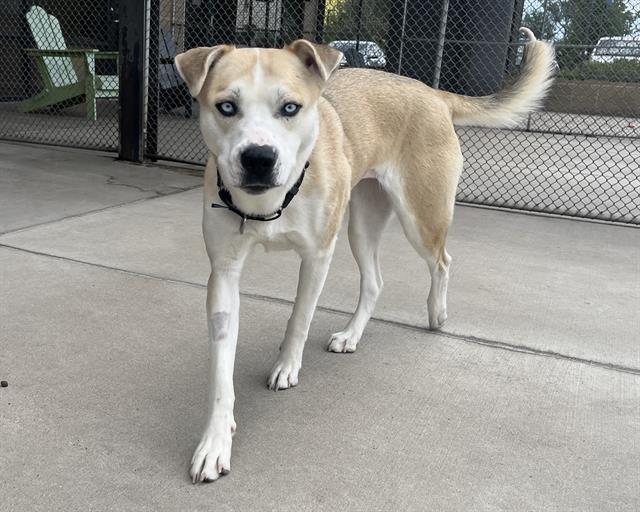 Enlarge ONYA, a Adoptable Siberian Husky in Denver, CO image 1/1