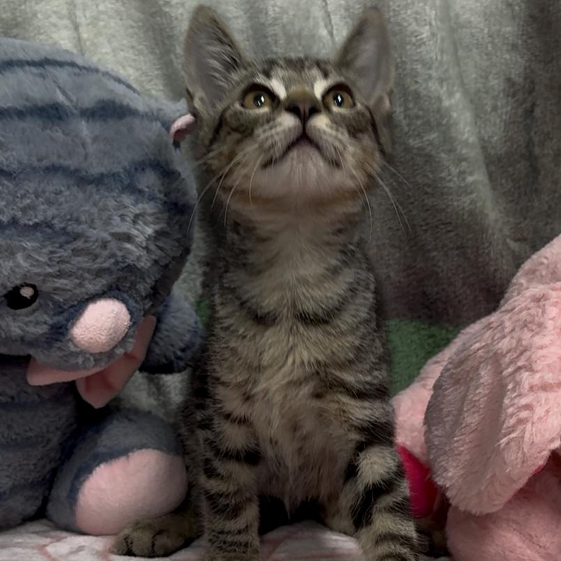 Drewry 4, Adoptable, Kitten Male Domestic Short Hair.