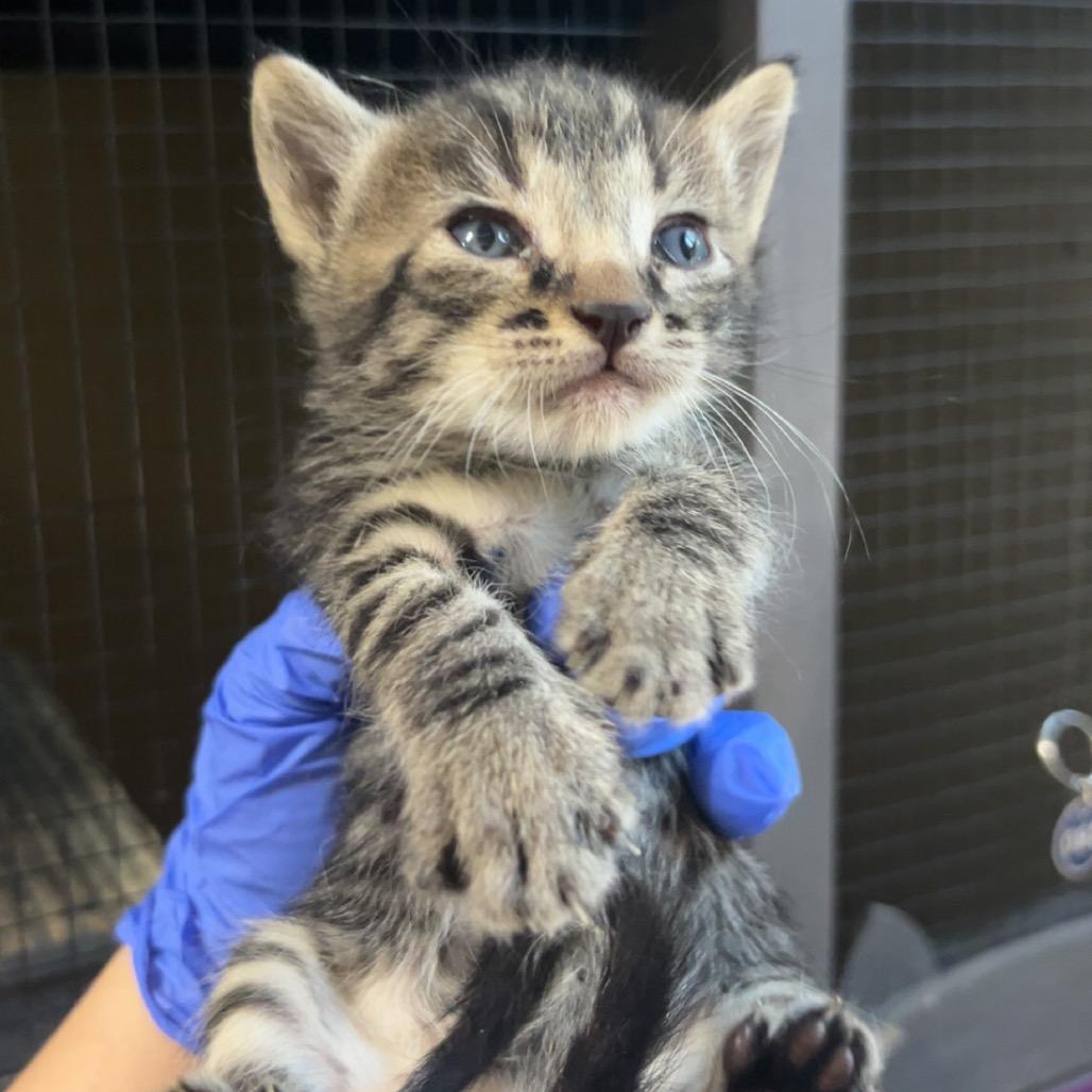 Enlarge Drewry 4, a Adoptable Domestic Short Hair in Monroeville, AL image 2/2