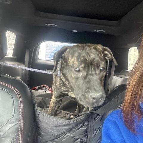 Enlarge Lily, an adopted mixed breed in Lyndhurst, NJ image 3/6