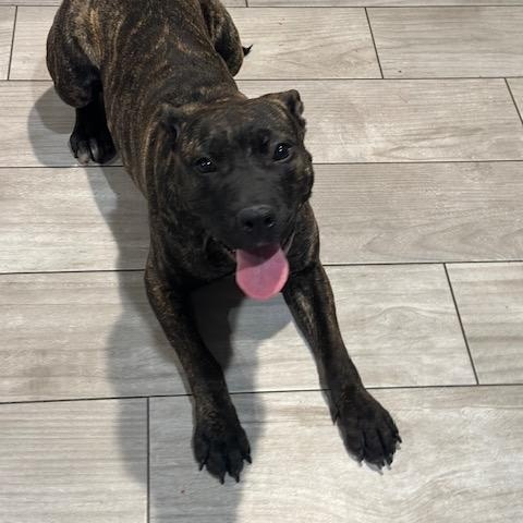 Enlarge Lily, an adopted mixed breed in Lyndhurst, NJ image 6/6