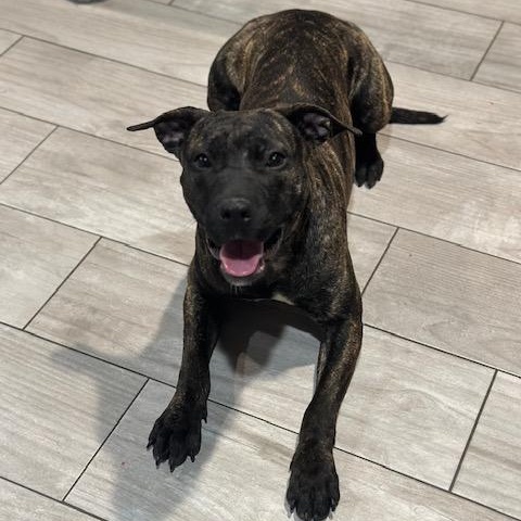 Lily, adopted, Young Female Pit Bull Terrier.