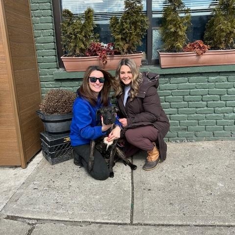 Enlarge Lily, an adopted mixed breed in Lyndhurst, NJ image 2/6