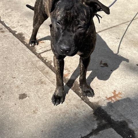 Enlarge Lily, an adopted mixed breed in Lyndhurst, NJ image 4/6