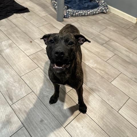 Enlarge Lily, an adopted mixed breed in Lyndhurst, NJ image 5/6