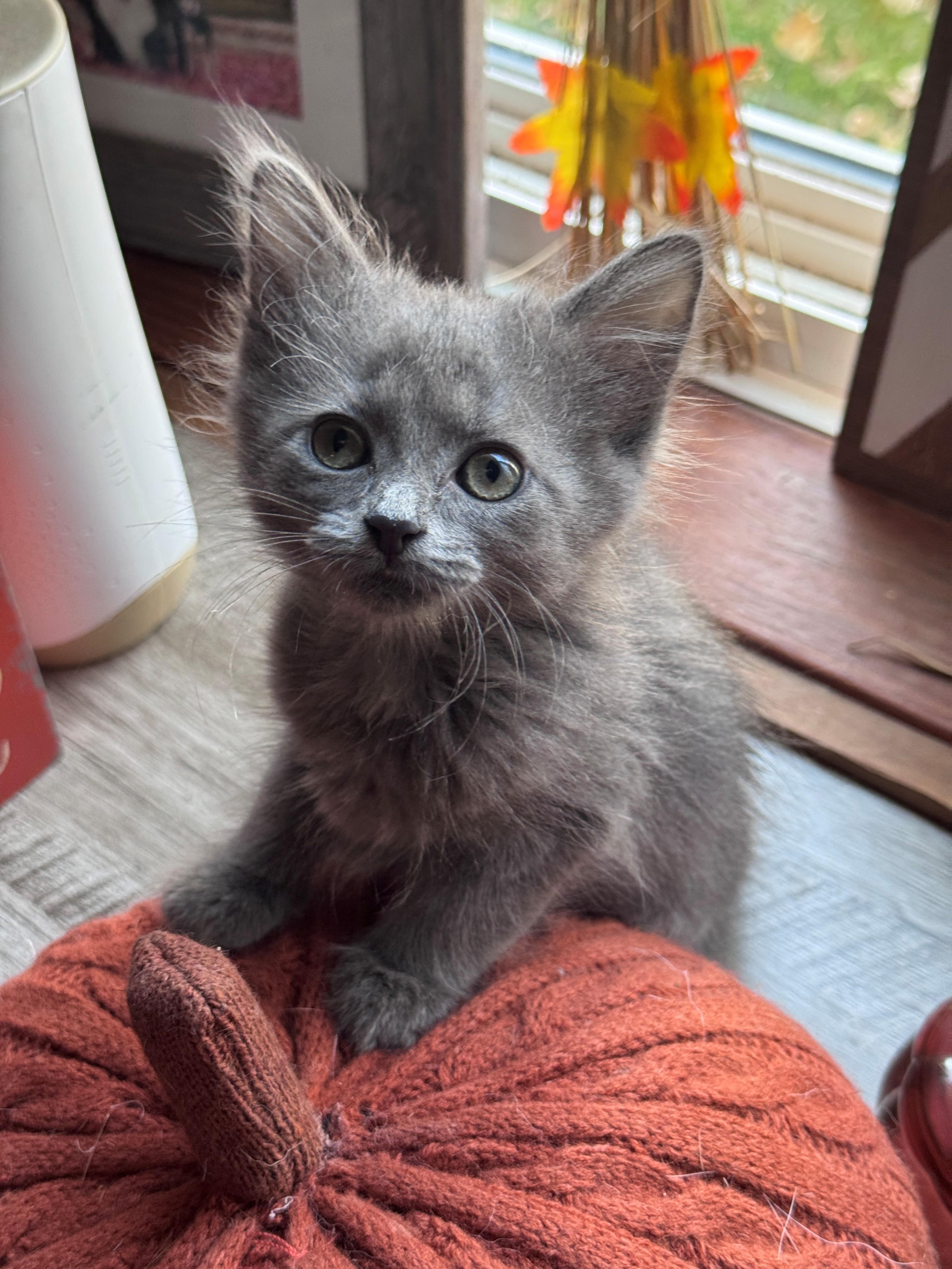 Avra, Adoptable, Kitten Female Domestic Medium Hair.