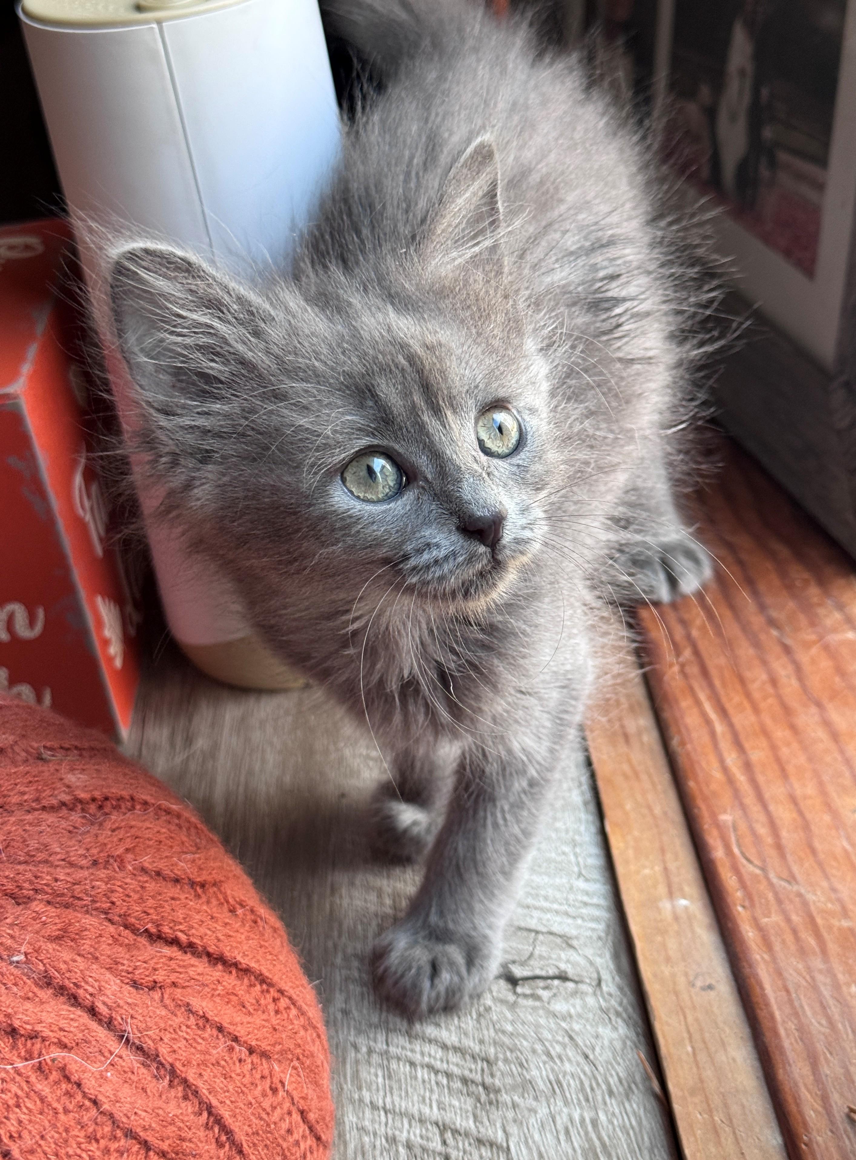 Enlarge Avra, a Adoptable Domestic Medium Hair in Hackensack, MN image 2/2