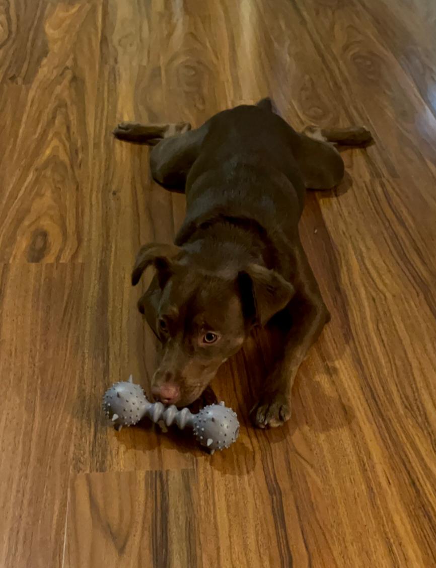 Enlarge Jordy, a Adoptable mixed breed in Suffolk, VA image 2/5