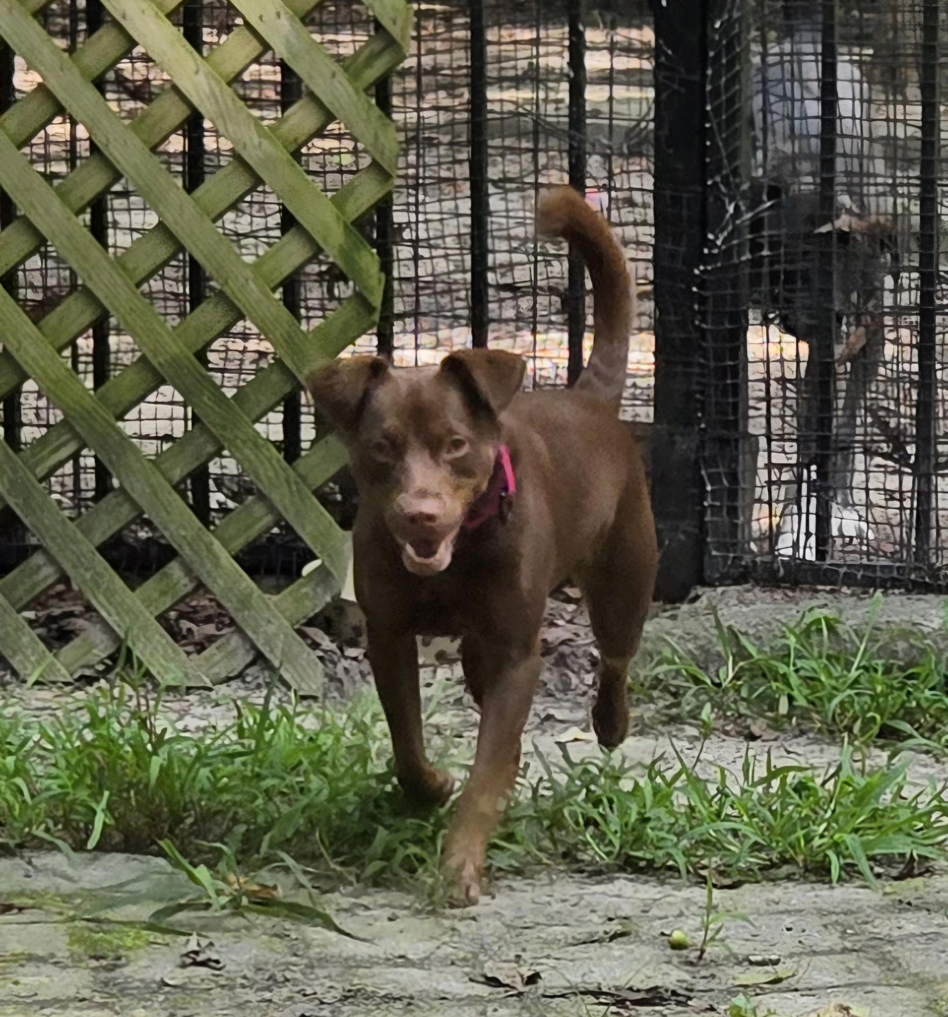 Enlarge Jordy, a Adoptable mixed breed in Suffolk, VA image 4/5