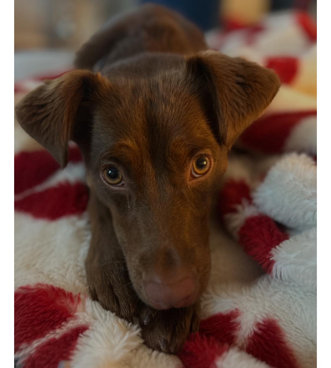 Enlarge Jordy, a Adoptable mixed breed in Suffolk, VA image 1/5