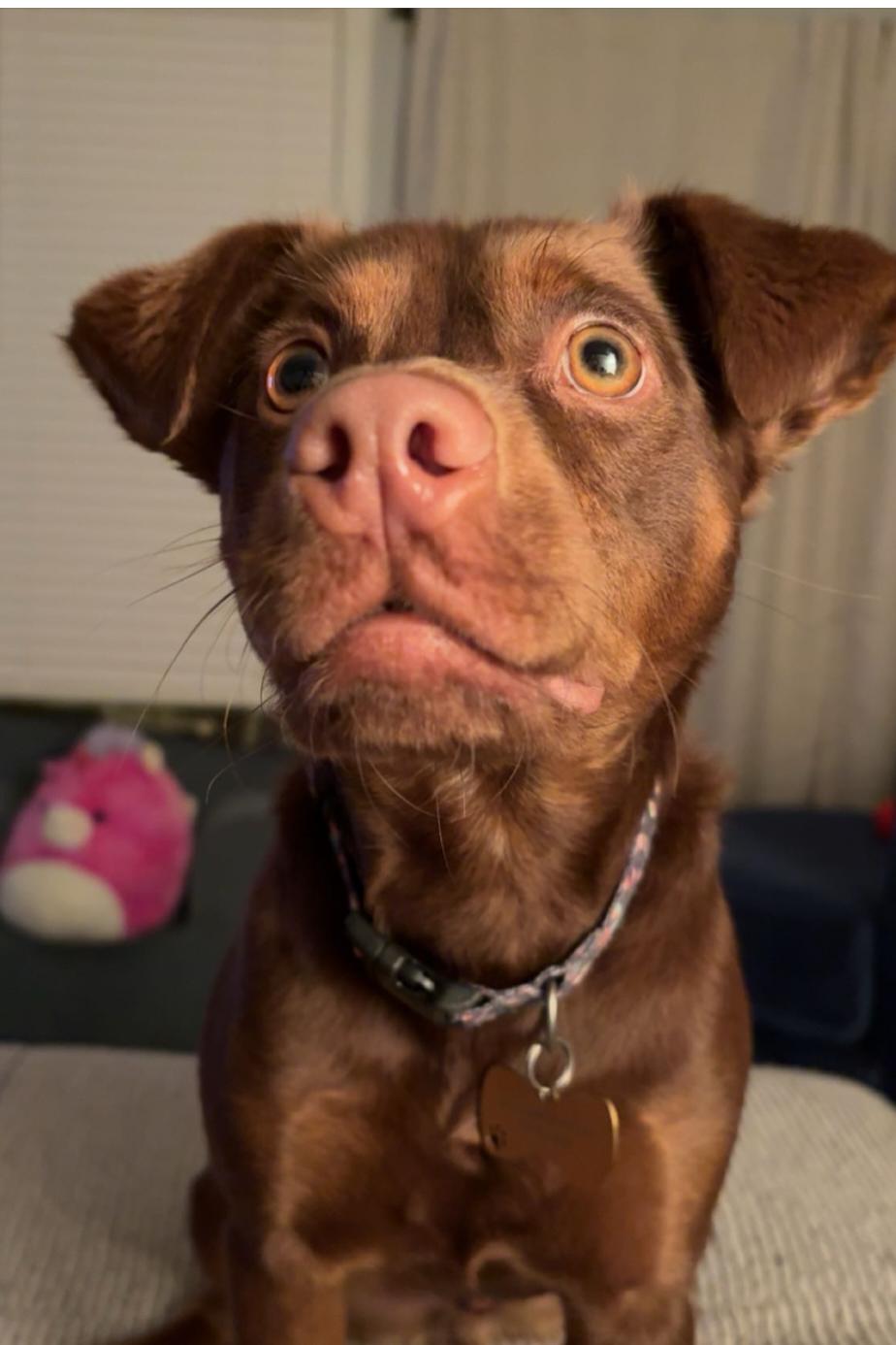 Enlarge Jordy, a Adoptable mixed breed in Suffolk, VA image 3/5