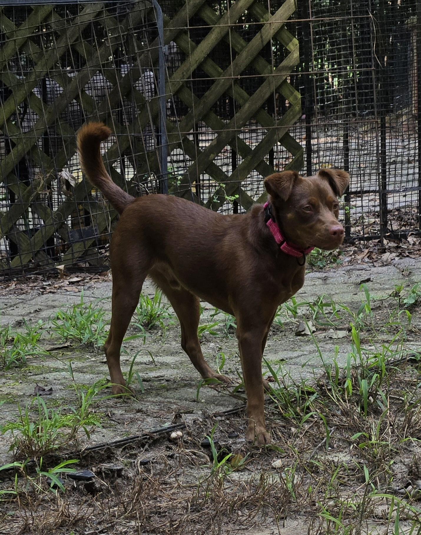 Enlarge Jordy, a Adoptable mixed breed in Suffolk, VA image 5/5