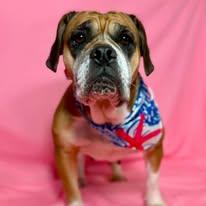 Ethel, Adult Female English Bulldog