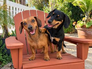 Enlarge Flapjack (bonded with Chip) Santa Barbara, a Adoptable Dachshund in Los Angeles, CA image 2/3