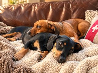 Enlarge Flapjack (bonded with Chip) Santa Barbara, a Adoptable Dachshund in Los Angeles, CA image 3/3
