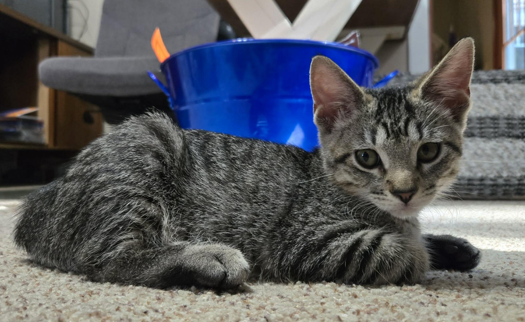 Enlarge Guacamole, a Adoptable Domestic Short Hair in Saint Charles, MO image 5/5
