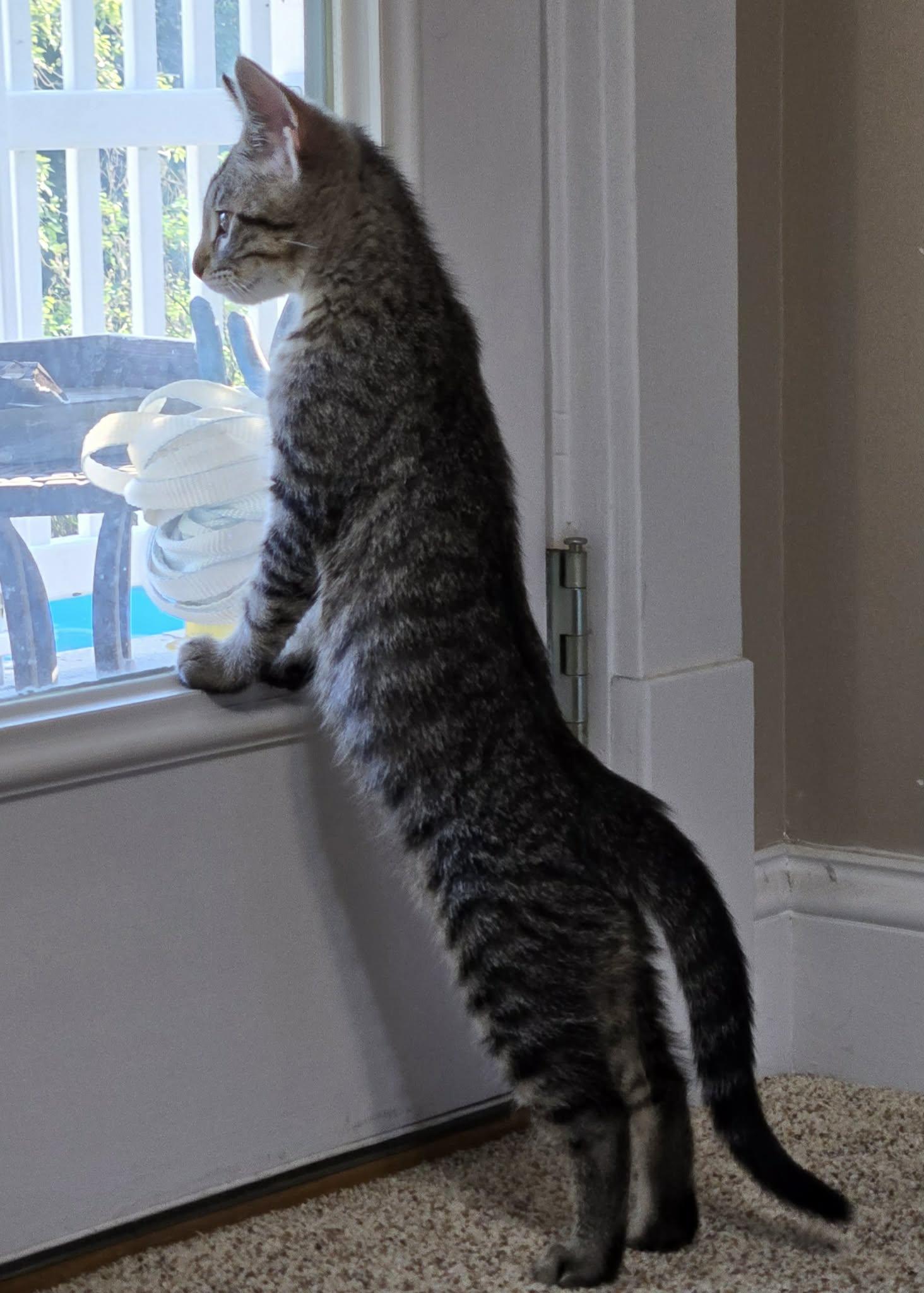 Enlarge Guacamole, a Adoptable Domestic Short Hair in Saint Charles, MO image 2/5