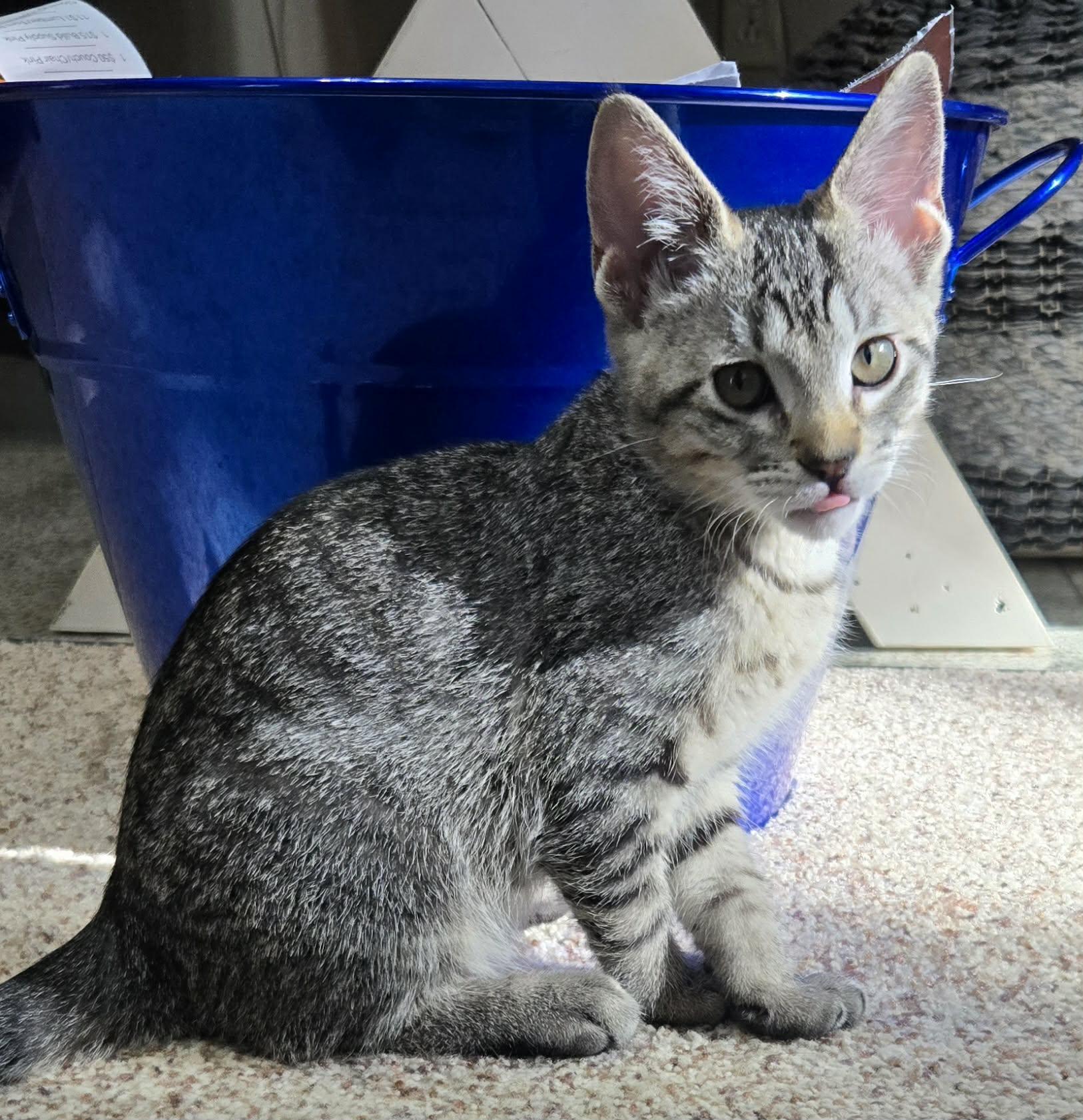 Enlarge Guacamole, a Adoptable Domestic Short Hair in Saint Charles, MO image 3/5