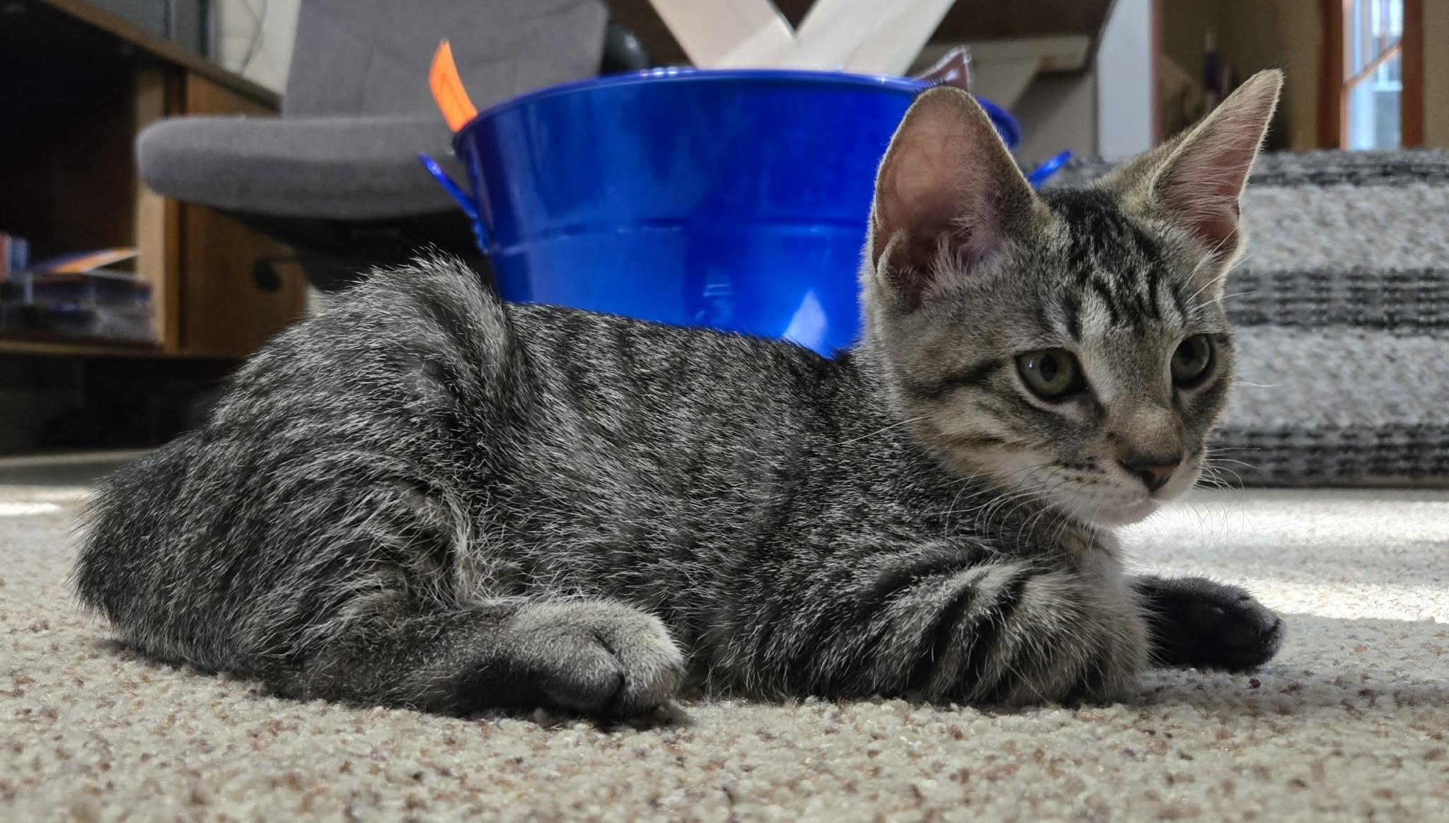 Enlarge Guacamole, a Adoptable Domestic Short Hair in Saint Charles, MO image 4/5