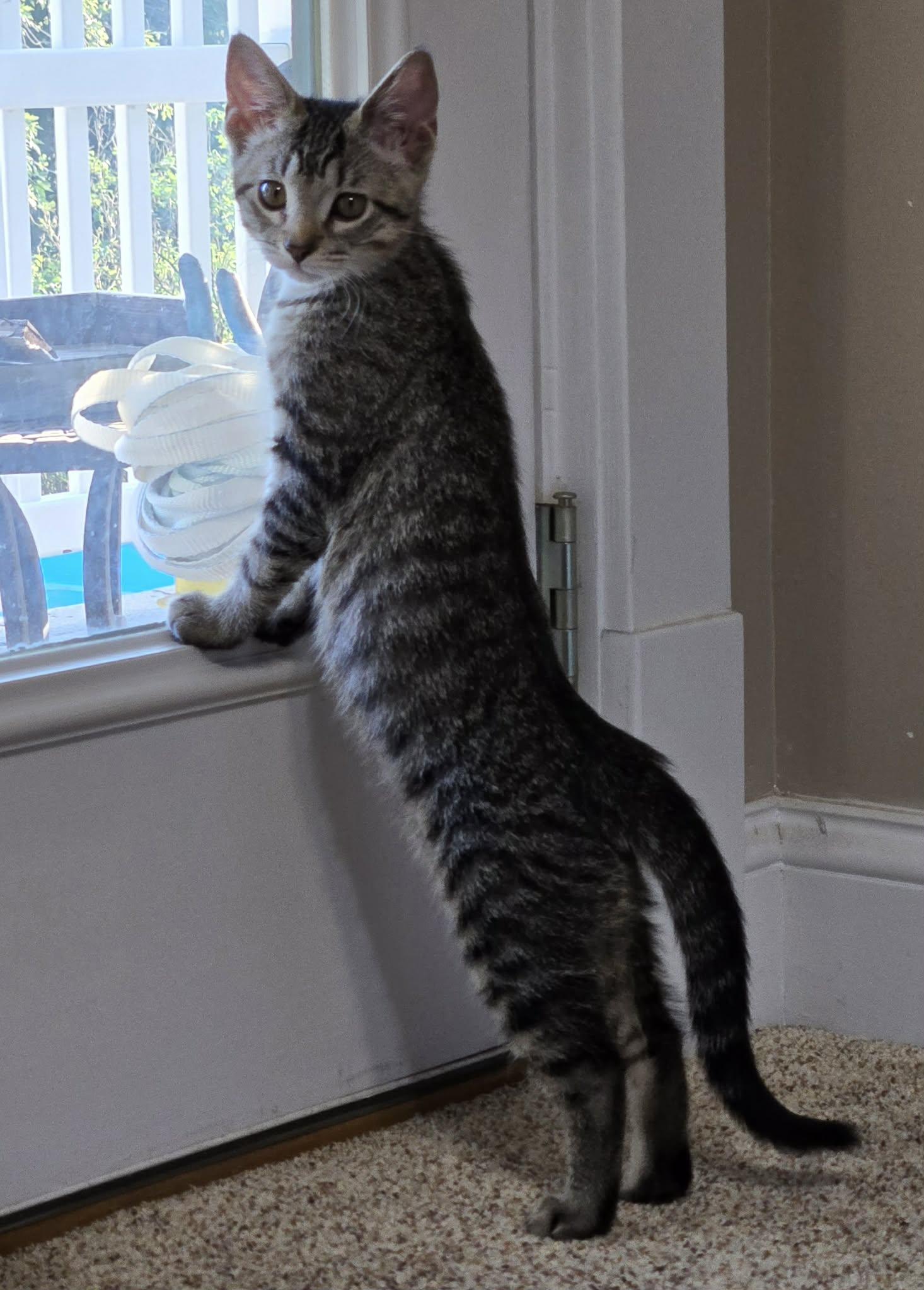 Enlarge Guacamole, a Adoptable Domestic Short Hair in Saint Charles, MO image 1/5