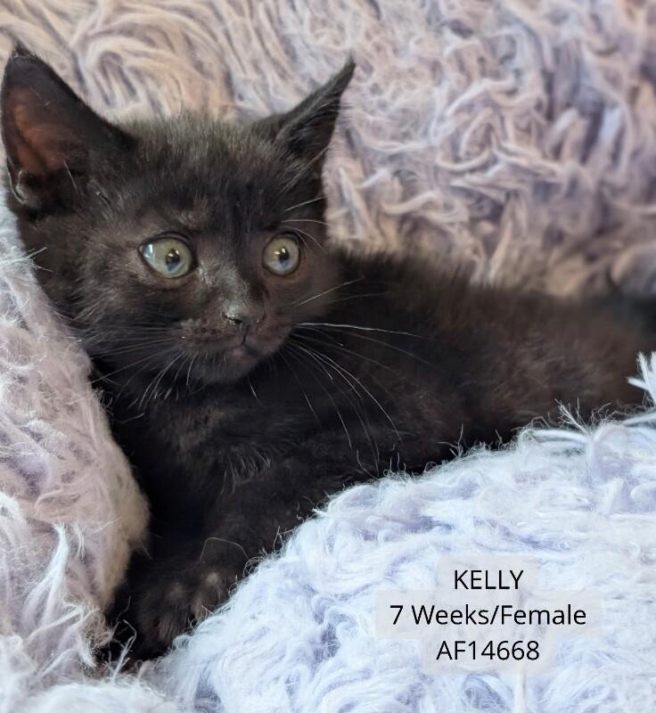 Kelly, Adoptable, Young Female Domestic Short Hair.