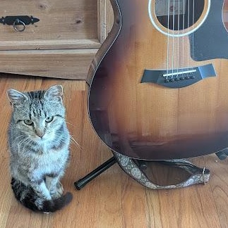 Jimi, Adoptable, Adult Male Tabby & Domestic Short Hair.