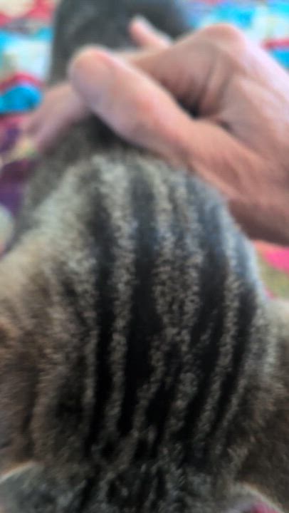 Enlarge Jimi, a Adoptable mixed breed in Hyattsville, MD video 2/5